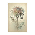 Chrysanthemum Flower No.15