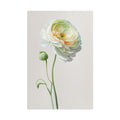 Ranunculus Flower No.62