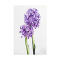 Hyacinth Flower No.97