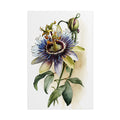 Passion Flower No.50