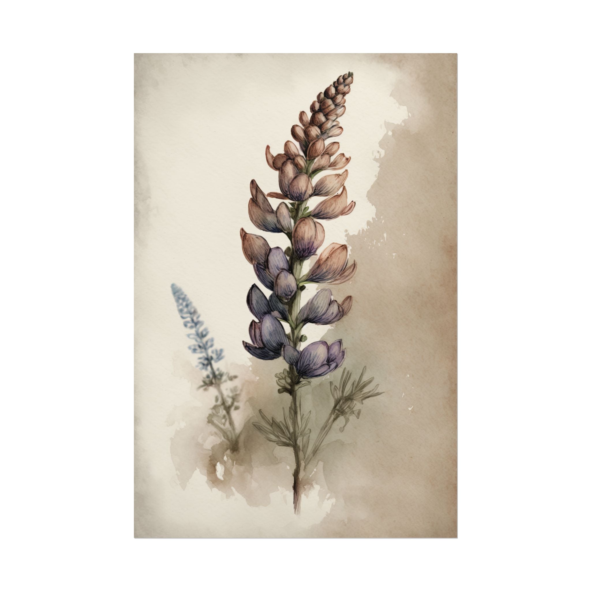 Lupine Flower No.27