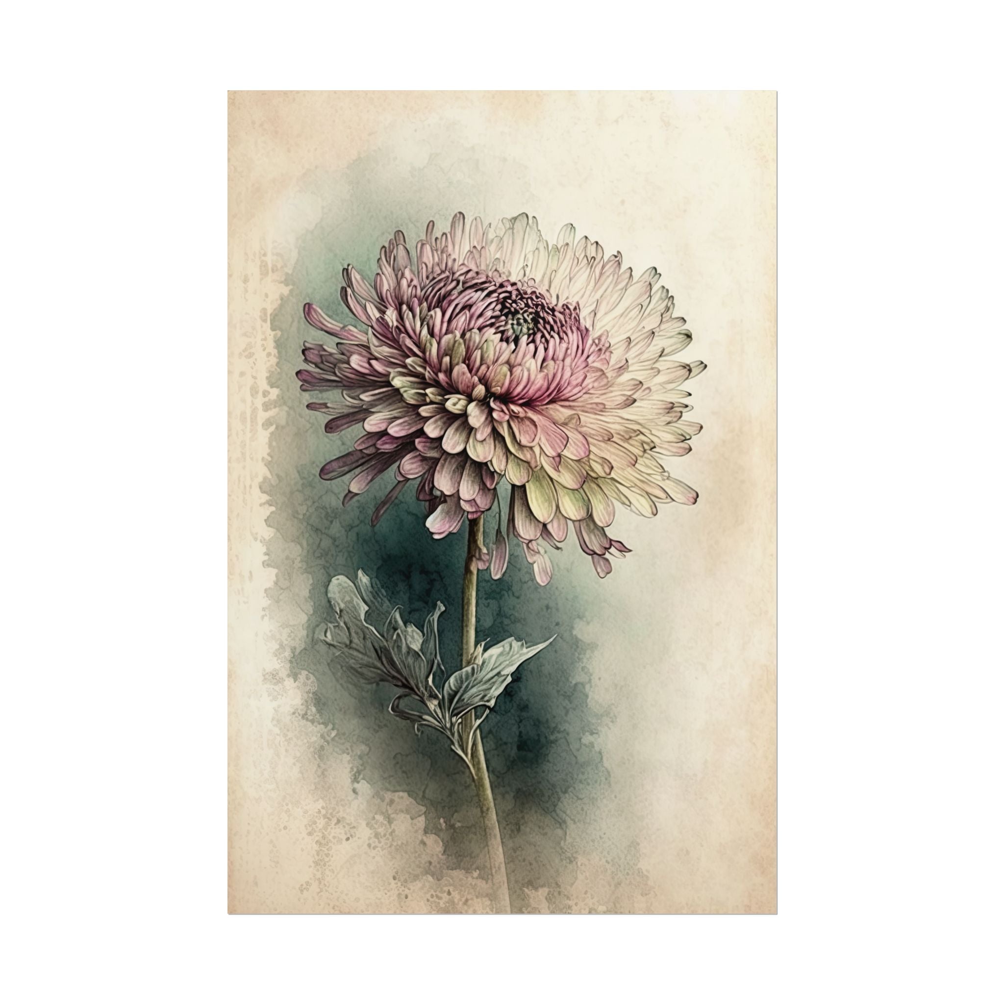 Chrysanthemum Flower No.17