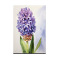 Hyacinth Flower No.99