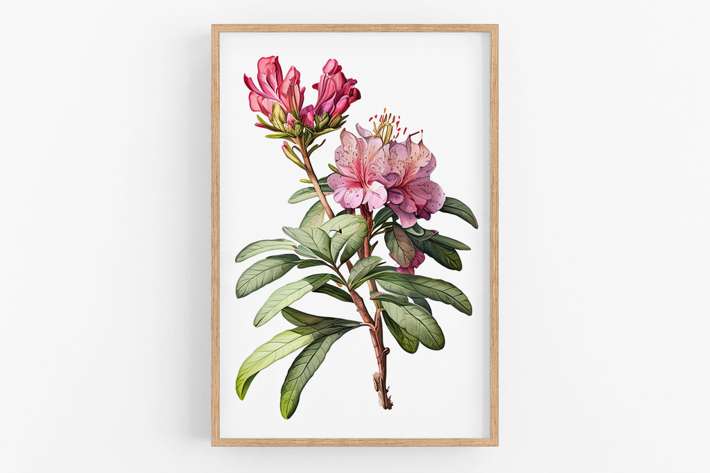 A framed botanical illustration depicting a pink flower with green leaves.
