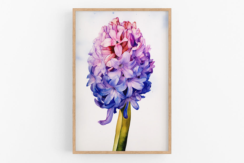 A framed watercolor painting of a vibrant purple and pink hyacinth flower.
